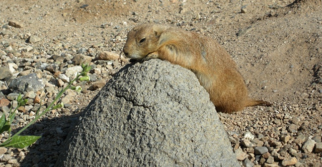 Prairie dog sunning on rock