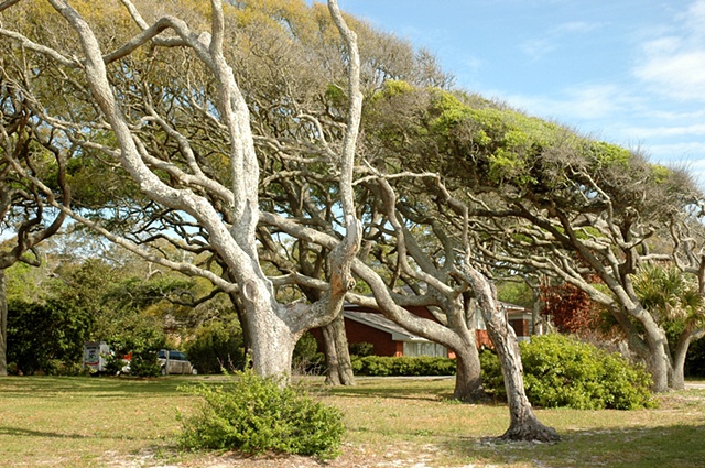 Jekyll Island trees
