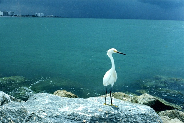 Bird at the ocean
