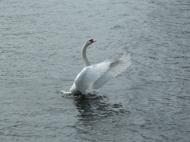 Flapping swan, Michigan