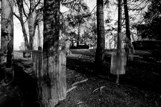 tree ghosts