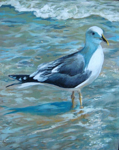Seagull posing