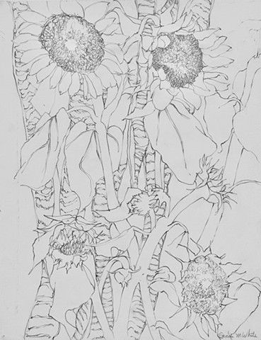 sunflowers