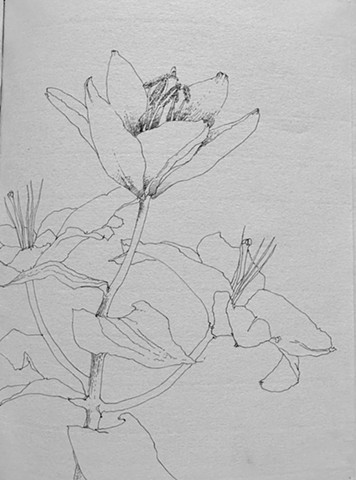 Botanical study