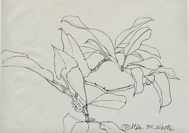contour of a plant