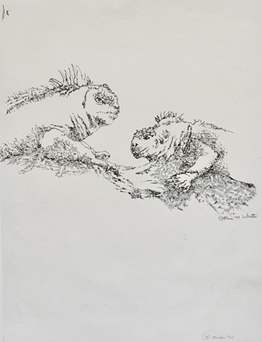 Iguanas