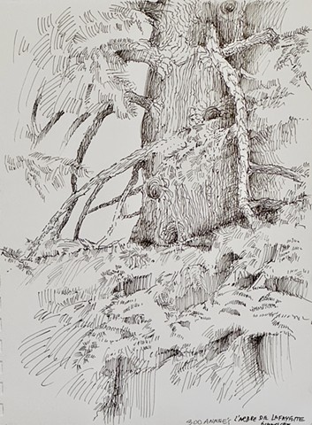 Drawings from Nature