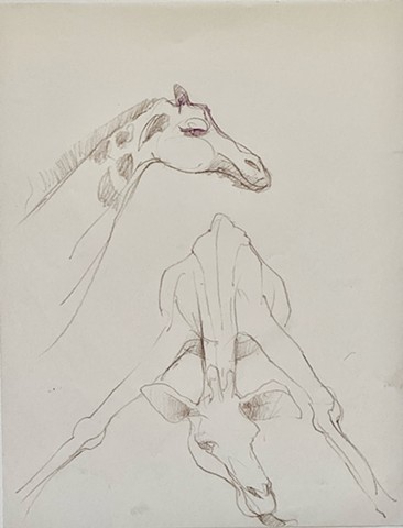 giraffe eating