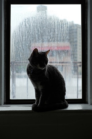 Jasper On Window Sill