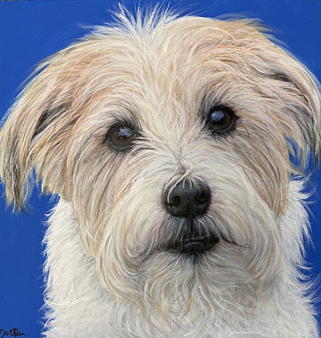 Cream and white Shih Tzu dog portrait painting on bright blue background, custom pet artwork by Ohio artist.