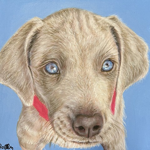 Hand painted pet portrait of a yellow Labrador Retriever with bright blue eyes and red markings on cheeks, custom dog artwork on blue background by Cleveland Ohio artist.