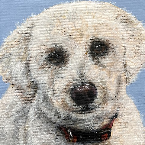 Cream colored Labradoodle dog portrait painting with red collar, custom pet artwork on blue background by Cleveland Ohio pet artist.
