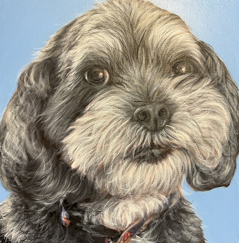 Custom Shih Tzu dog portrait painting with soft gray coat and blue background, realistic hand painted pet artwork by Cleveland Ohio pet portrait artist.