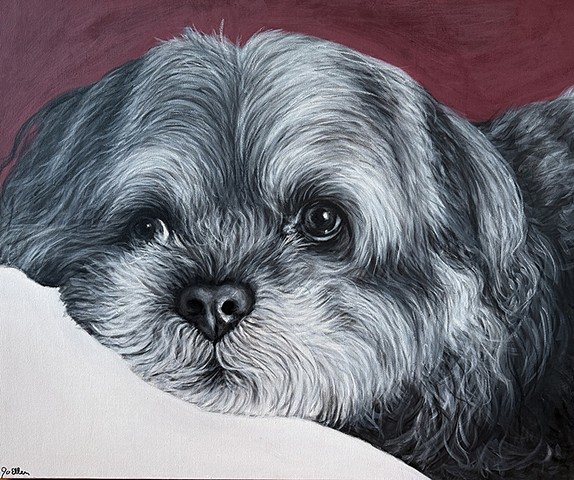 Custom dog portrait painting of a gray Shih Tzu resting on a white surface, detailed pet artwork on canvas with a deep red background