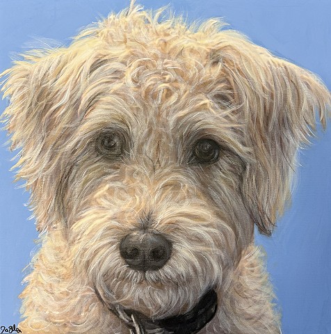Curly coated Goldendoodle dog portrait painting on blue background, custom hand painted pet artwork in Ohio.