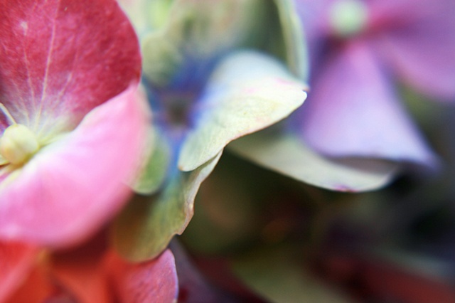 Hydrangea, Hortensia, Belinda Grace Photography, Botanical Fine art, Flora, Flowers, Quad Cities, Moline Illinois, Bucktown Center for the Arts, MidCoast Fine Arts, The ARTery