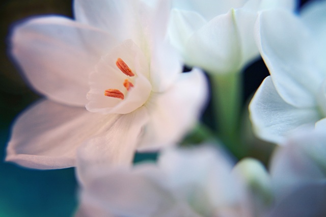 Narcissus Papyraceus, paperwhites, Belinda Grace Photography, Botanical Fine art, Flowers, Quad Cities, Moline Illinois, Bucktown Center for the Arts