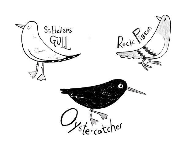 birds, middle grade book, MG fiction, art for middle grade, oystercatcher, seagull, pigeon, Violet Lemay, shorebirds