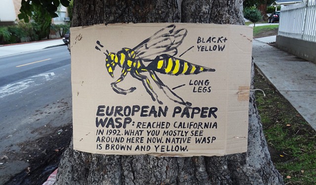 European paper wasp sign, Arden, hancock park