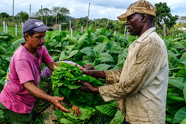 Workers on the Vegas Robaina Farm harvesting Tobacco. Pinar Del Rio, Cuba. 