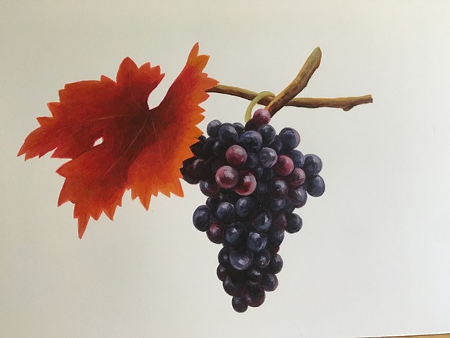 Northern Virginia Magazine- Petit Verdot