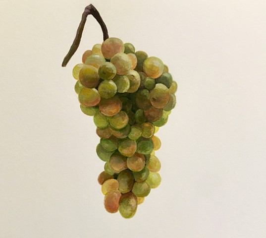 Northern Virginia Magazine- Viognier