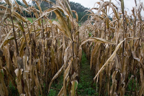 abuelita's corn, 2006
