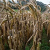 abuelita's corn, 2006