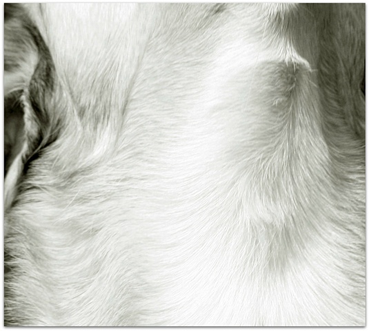 Hulya Kilicaslan photograph of a dog fur by Hulya Kilicaslan Amsterdam