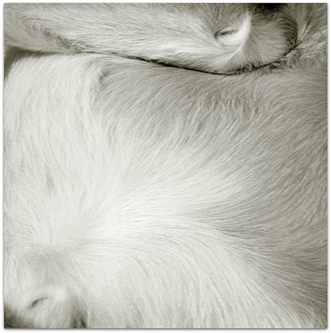 Hulya Kilicaslan photograph of a dog fur by Hulya Kilicaslan Amsterdam