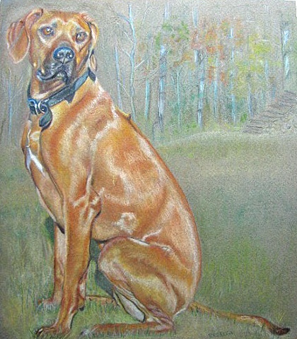 Soft pastel portrait of Rhodesian Ridgeback