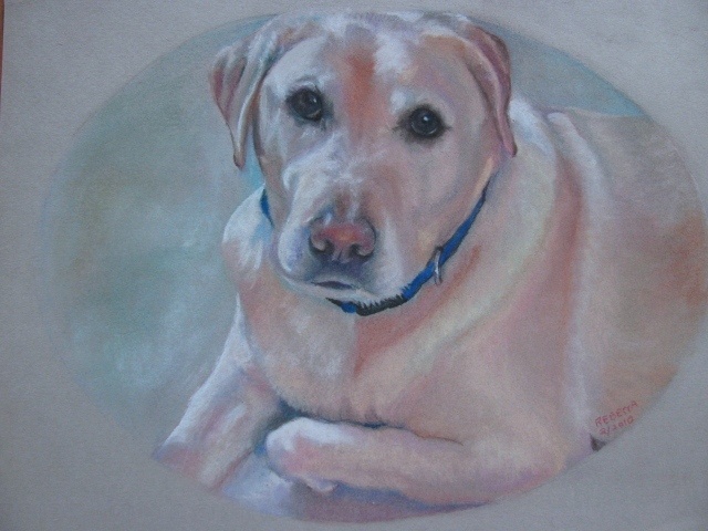 Yellow Labrador Portrait