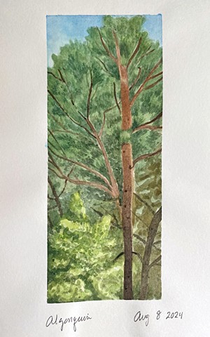 sketchbook page (White Pines at Kearney Lake)