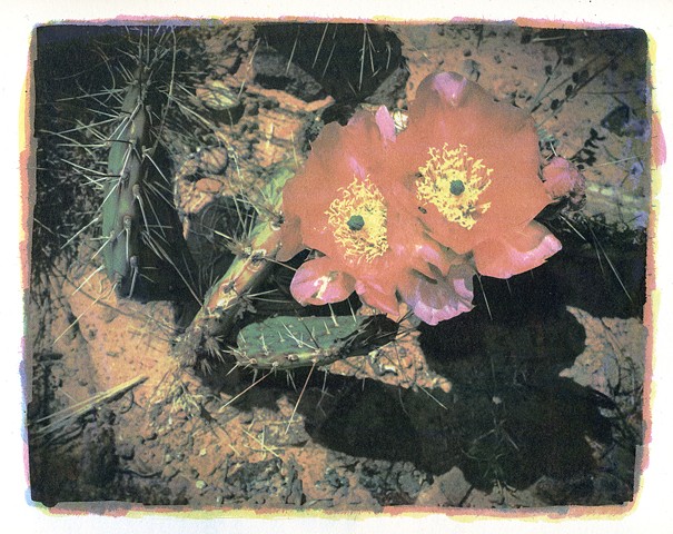 Gum Dichromate Photograph of Cactus Flower