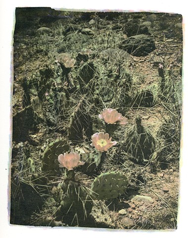 Gum Dichromate Photograph of Cactus Flower