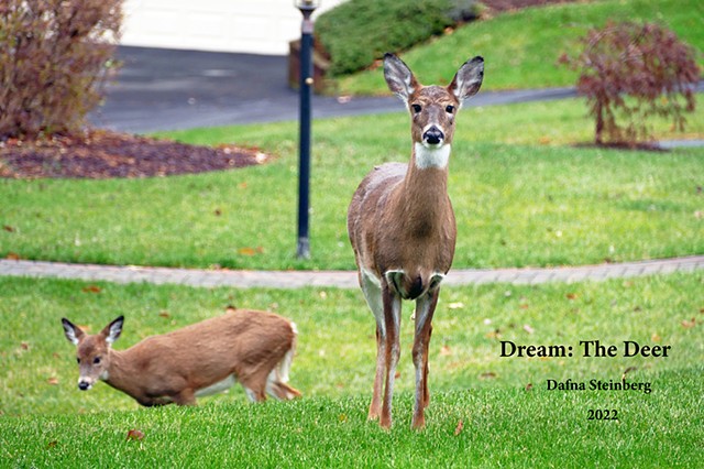 Dream: The Deer