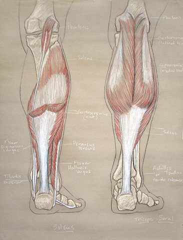 lower leg study, posterior aspect