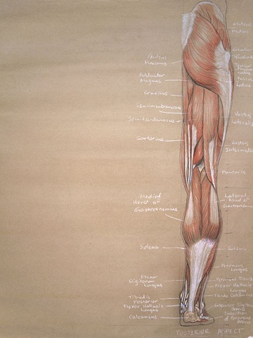 leg study, posterior aspect