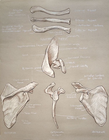 clavicle and scapula 