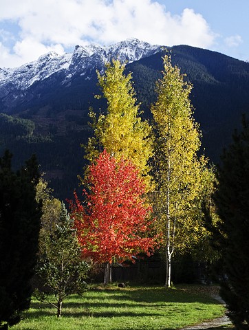 fall, colours, autumn, trees, nature