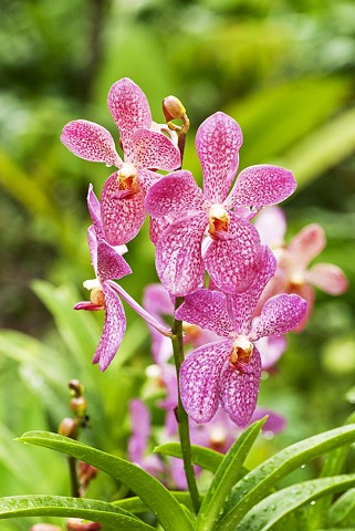 Orchid, flower, nature