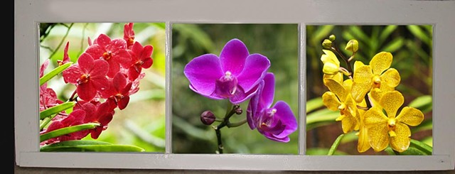 Orchids, flowers, widows