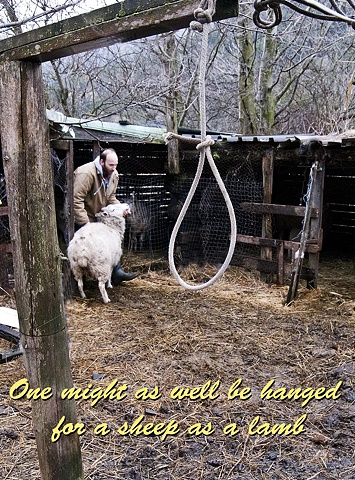 sheep, hanging, lamb
