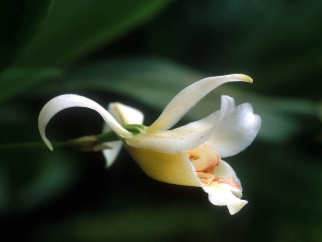 Chondrorrhyncha Orchid