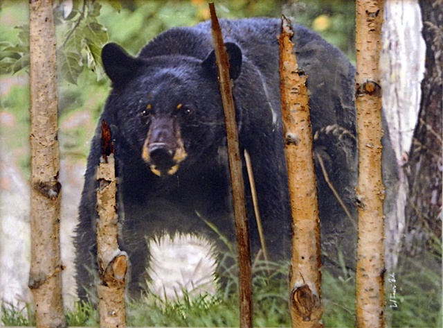 Bear, animal, wildlife, nature, BC