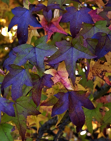 Blue leaves
(Unidentified garden shrub)