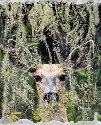 Deer, lichen, encaustics