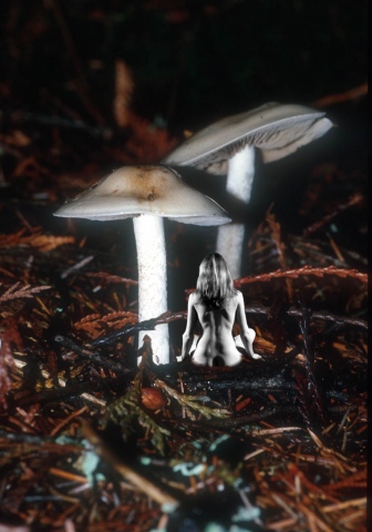 Mushroom (Inocybe geophylla)