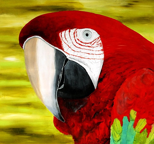 Red-and-green Macaw  -  Ara chloropterus, Brazilian parrot