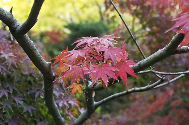 Japan, Kamakura, Fall colours, kouyou, kooyoo, maple